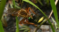 Diogmites crudelis
