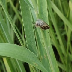 Succinea arundinetorum