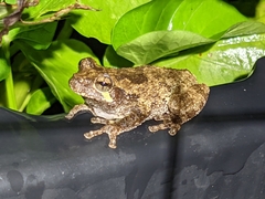 Hyla versicolor