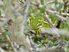 Naultinus gemmeus