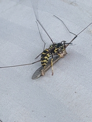 Vespula alascensis