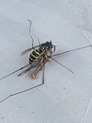 Vespula alascensis