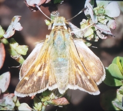 Hesperia assiniboia