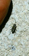 Beosus maritimus