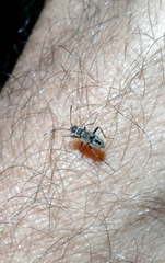 Beosus maritimus