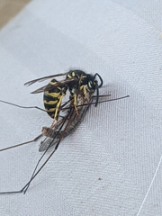 Vespula alascensis