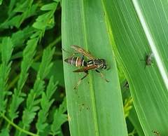 Polistes pacificus
