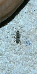 Beosus maritimus