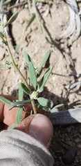 Chenopodium desiccatum