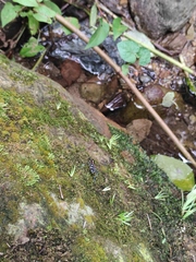Cosmodela separata