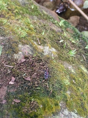 Cosmodela separata