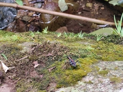 Cosmodela separata