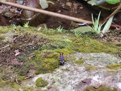 Cosmodela separata