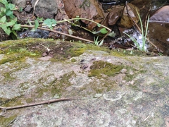Cosmodela separata