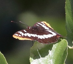 Limenitidini