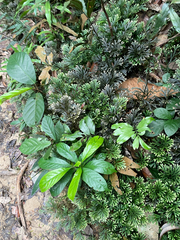 Selaginella uncinata