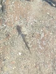 Rhinogobius similis
