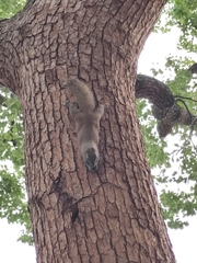 Callosciurus erythraeus