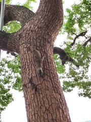 Callosciurus erythraeus