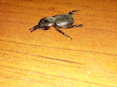 Archophileurus cribrosus