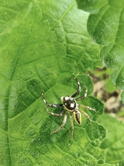 Phintelloides versicolor