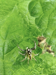 Phintelloides versicolor