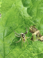 Phintelloides versicolor