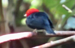 Ceratopipra rubrocapilla