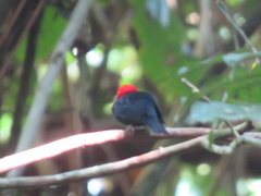 Ceratopipra rubrocapilla