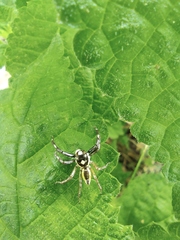 Phintelloides versicolor