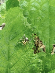 Phintelloides versicolor