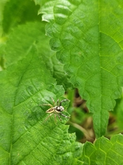 Phintelloides versicolor