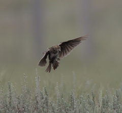Melanocorypha yeltoniensis