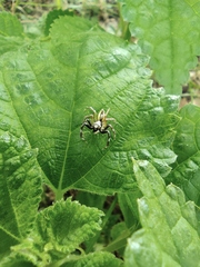 Phintelloides versicolor