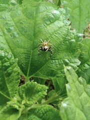 Phintelloides versicolor