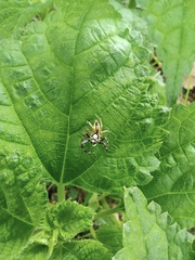 Phintelloides versicolor