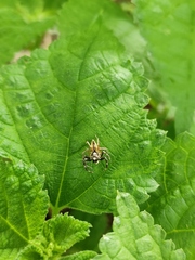 Phintelloides versicolor