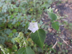 Jacquemontia paniculata