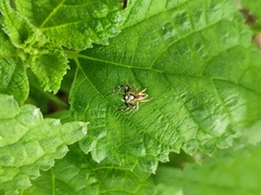 Phintelloides versicolor