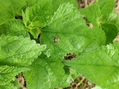 Phintelloides versicolor