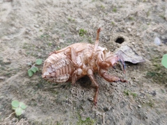 Cryptotympana atrata