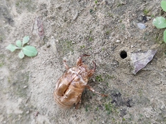 Cryptotympana atrata