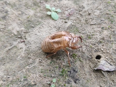 Cryptotympana atrata