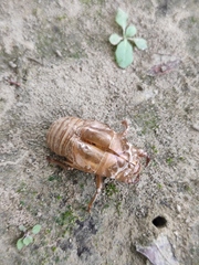 Cryptotympana atrata