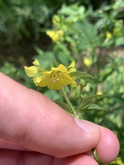 Lysimachia quadriflora