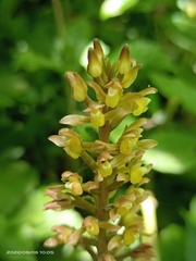 Goodyera rubicunda