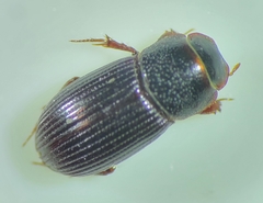 Ataenius strigatus