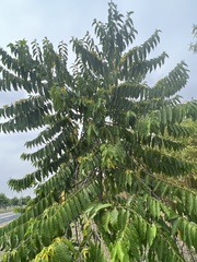 Cananga
