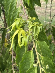 Cananga