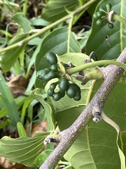 Cananga